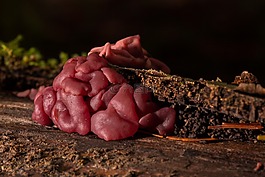 蘑菇,胶菌,树菌