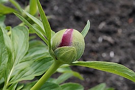 牡丹,芽,突
