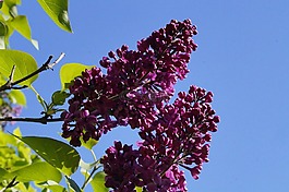 紫丁香,布什,开花