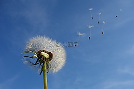 蒲公英,天空,花