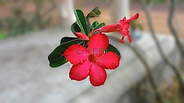 花,年度,花卉