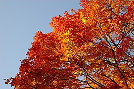 蓝色的天空,秋天,aut