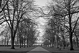 公园,树,黑色和白色