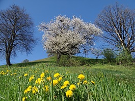 樱花,树,春天