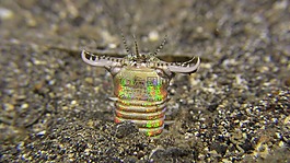 博,bobbitworm,蓝碧