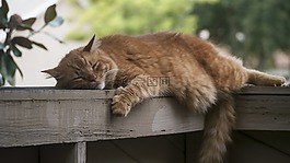 猫,睡眠,懒