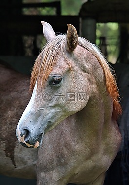 阿拉伯人,灰色,母马