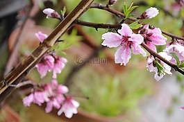 碧,桃,花