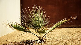 植物,幼苗,铁树