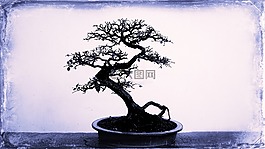 树,盆景,小树