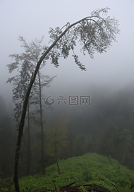 落叶乔木,雾,树木