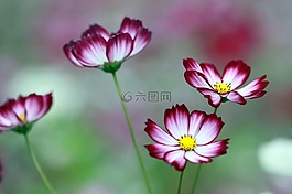 宇宙,鲜花,整洁
