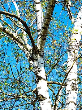 桦木,树,白色的树皮