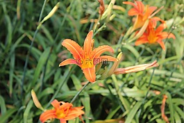 花,橘色,花丛