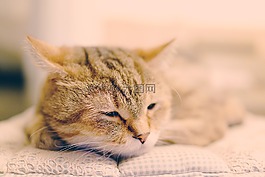 寵物,動物,可愛
