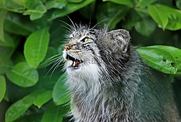 猫,帕拉斯猫,可爱
