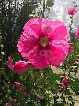 植物,花,格桑花