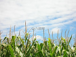 玉米,玉米田,人工林