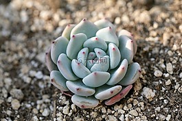 一种肉质植物,肉质 在这,仙人掌