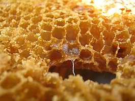蜡,半径,蜜蜂