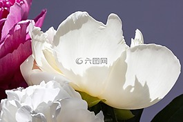 五旬节,花束,牡丹