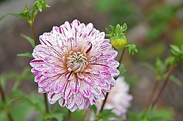 花,粉红色,粉红色的花