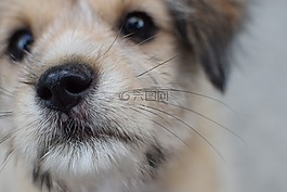 狗狗,小狗,可爱