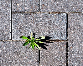 野草,花园,性质