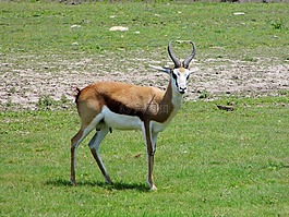 堪萨斯城,动物园,自然