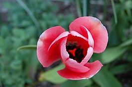 花卉,郁金香,粉色