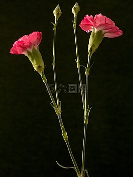 香石竹,花,红色