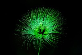 花,绿色,绿色小花