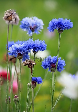 矢,矢车菊,鲜花