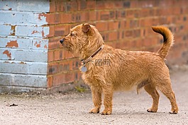小猎犬,混合的品种,杂种
