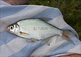 英语淡水鱼,钓鱼,鳊鱼