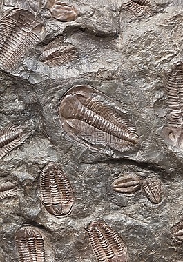 古代生物图片 古代生物素材 古代生物模板免费下载 六图网