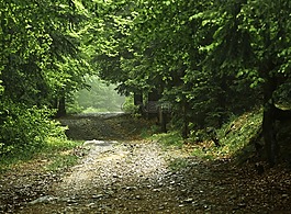 森林,在森林里路,方式