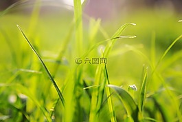 草,背景,纯色