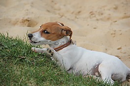 你好,玩够,jackrussel小狗