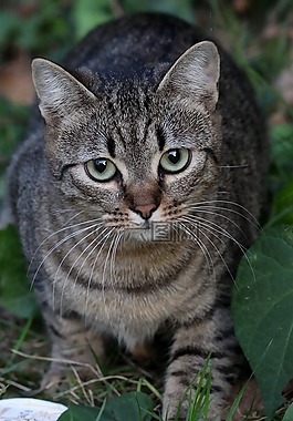 灰色条纹的猫图片 灰色条纹的猫素材 灰色条纹的猫模板免费下载 六图网