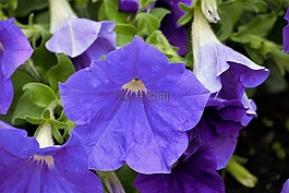 花,蓝色,蓝色花