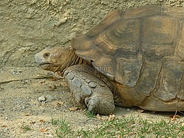 龟,动物,萨摩亚