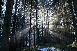 冬天,阳光照耀,雪