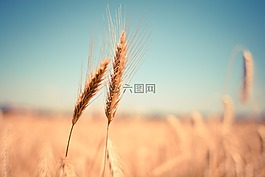 小麦,耳,干