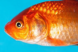 金鱼,淡水鱼,karpfenfisch