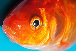 眼,金鱼,淡水鱼