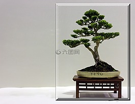 盆景,树,小