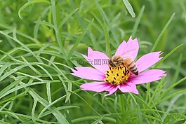格桑花,花朵,景色