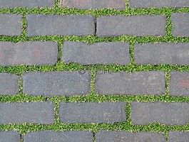 路面,植物,砖