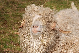羊,羊毛,卷发